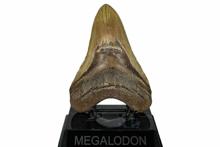 Fossil Megalodon Tooth - North Carolina #258740